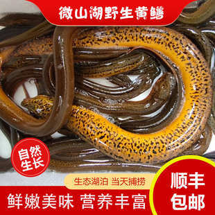 微山湖野捕黄鳝鲜活鳝鱼新鲜活体现杀速冻去骨鳝片丝鳝段术后滋补