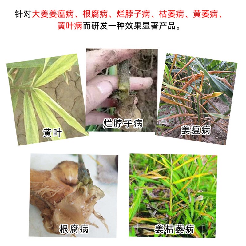 姜瘟病1号液体瓶装根腐t病烂脖子病枯萎黄萎病大姜 微生物菌剂