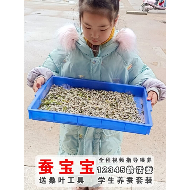 蚕宝宝学生养蚕套装儿童一龄二s龄三龄送工具新鲜桑叶大蚕卵籽彩