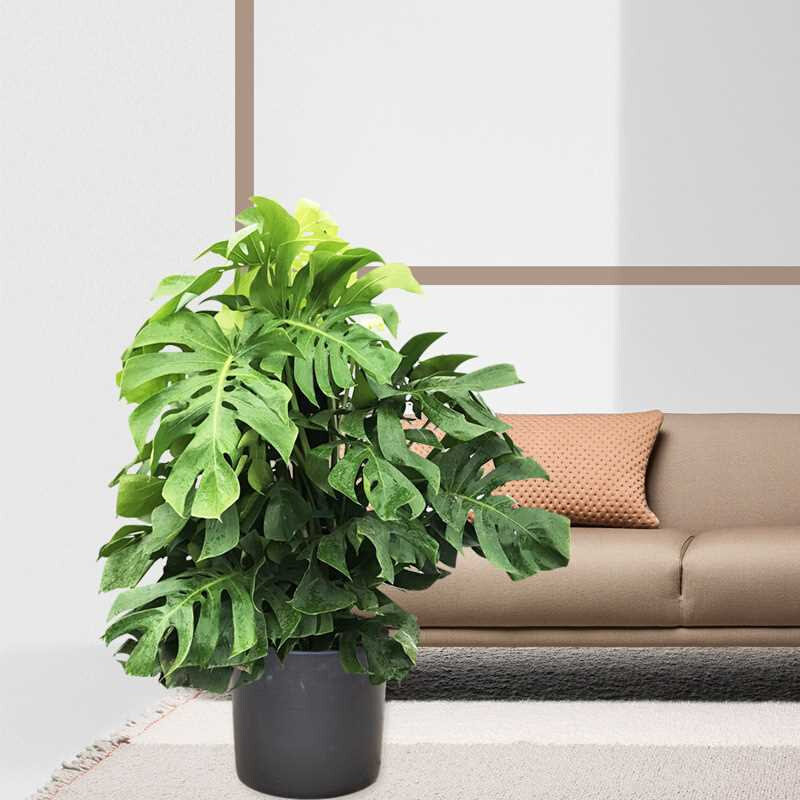 极速龟背竹大g型龟背叶大株龟背竹室内外网红植物名宿北欧风重庆