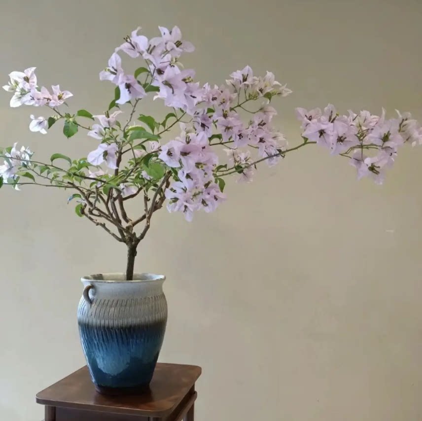 三角梅苹果花四季开勤花盆栽