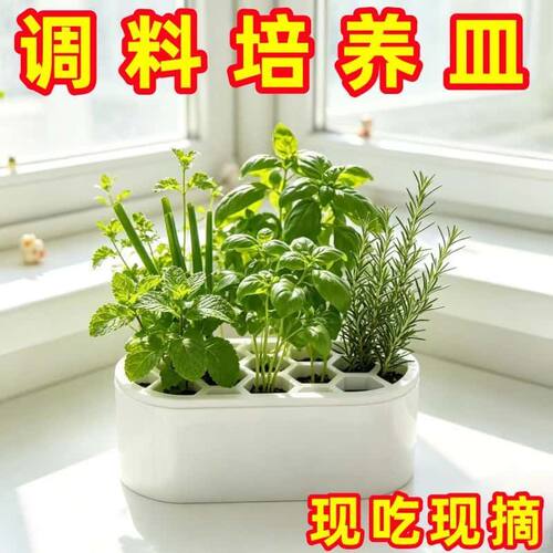 【仅一单】3个；种植盒【白色】