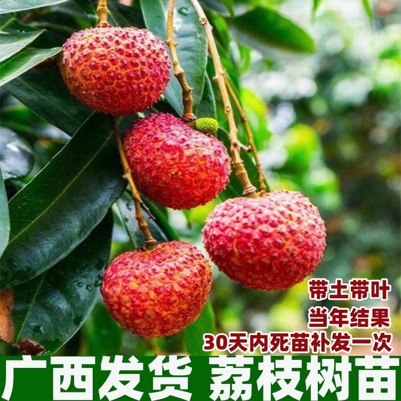 仙进奉枝妃子笑桂味无核荔枝苗