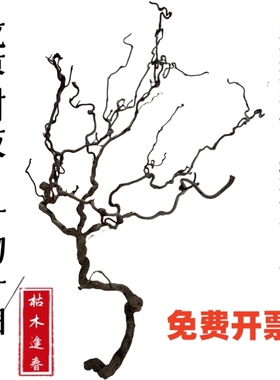 天然龙枣干枝弯曲龙爪插花家居禅意树枝客厅店铺民宿侘寂艺术装饰