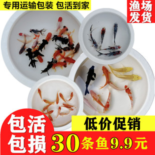 小金鱼苗观赏鱼冷水耐活好养鱼淡水红白锦鲤活鱼饲料鱼草金鱼活鱼