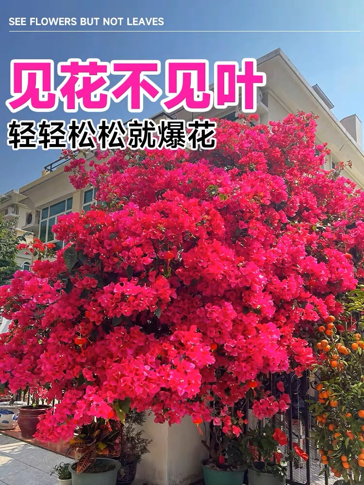 三角梅花苗盆栽带花爬藤重瓣植物室内阳台庭院树苗四季开花卉不断