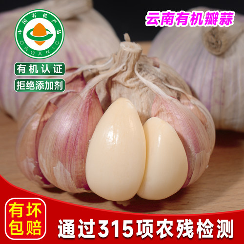云南文山有机大蒜白皮新鲜