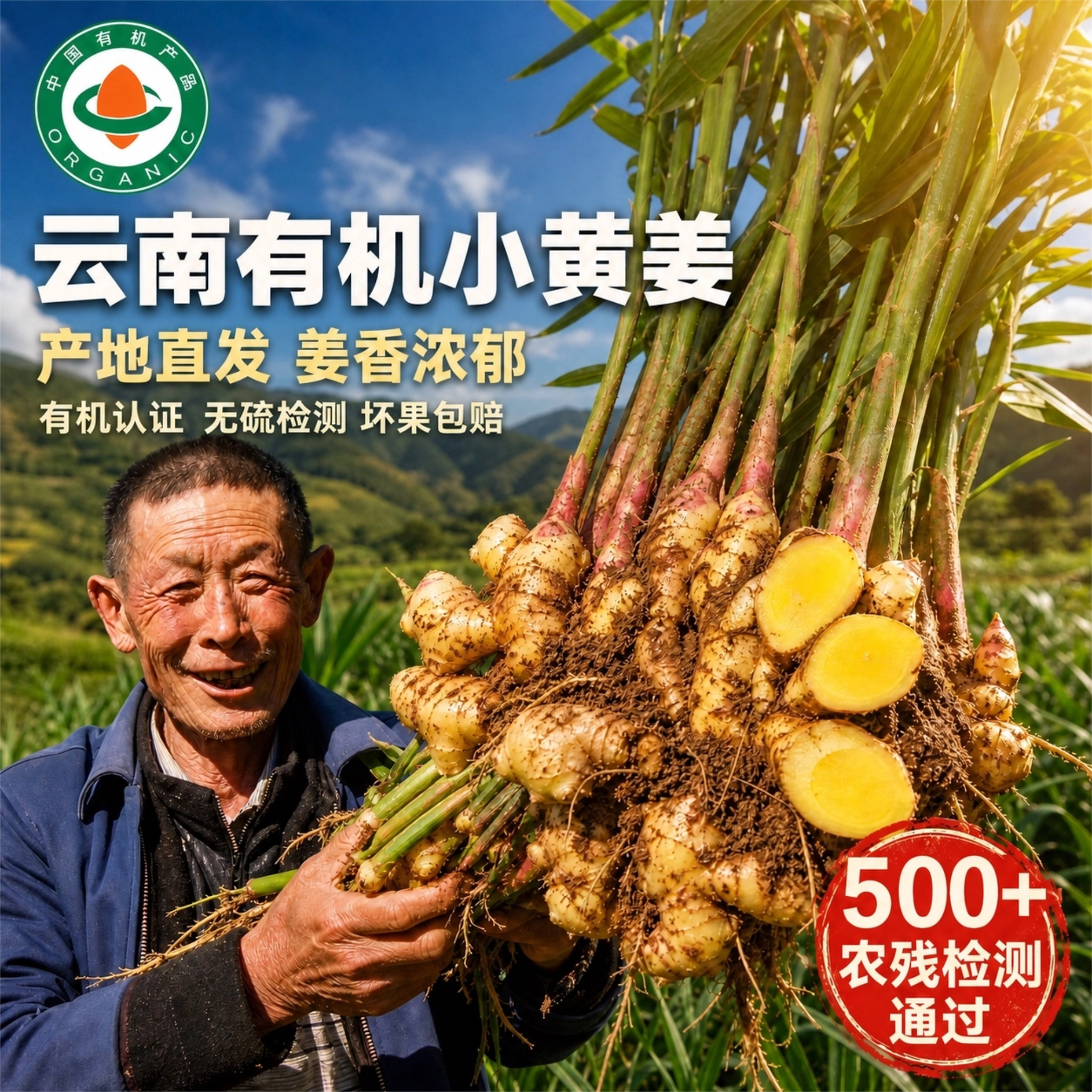 云南正宗有机小黄姜精选老姜新鲜本地高山种植现挖源头食用生姜