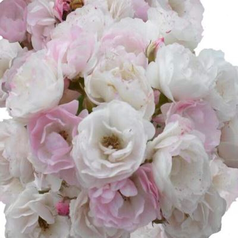 极速粉团蔷薇花苗老品种无刺十姐妹蔷薇淡粉色七姐妹爬.藤植物开