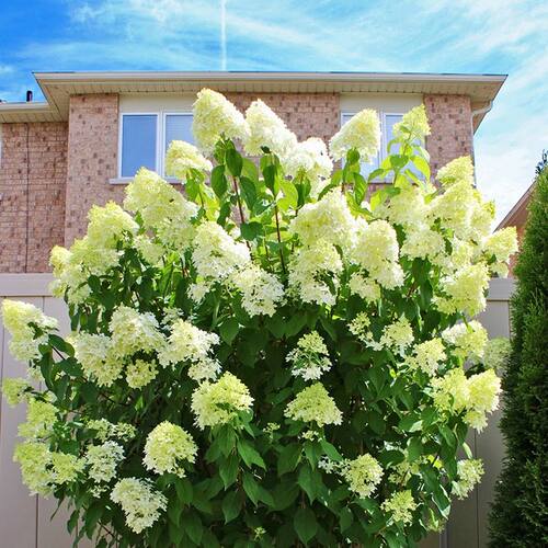 圆锥绣球花抗寒石灰灯香草花盆栽