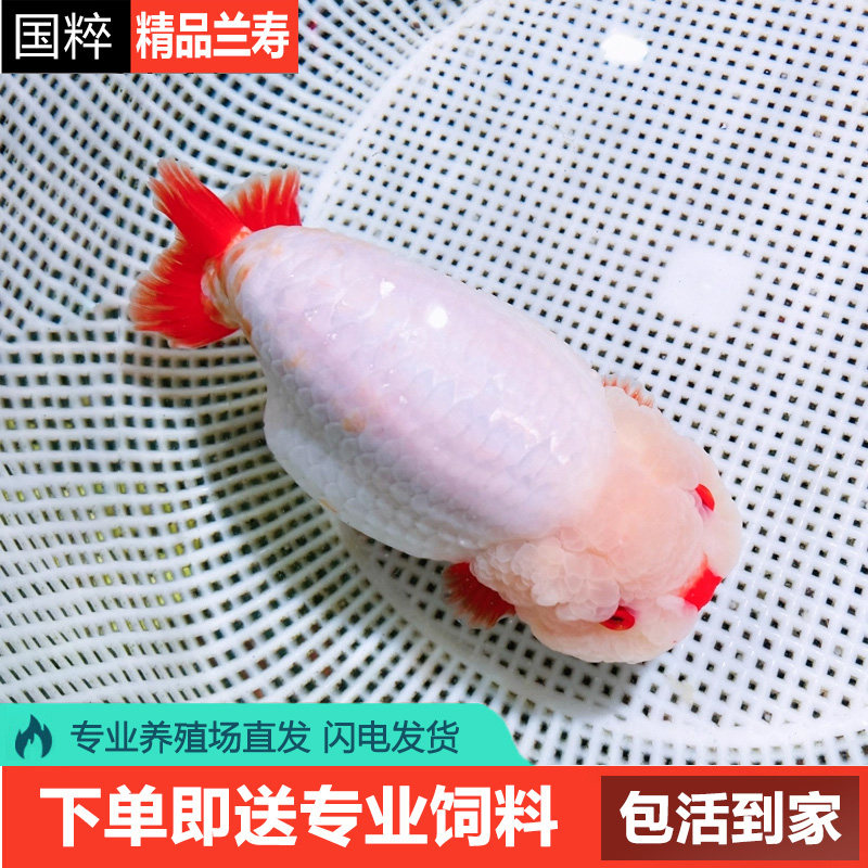 兰寿金鱼熊猫短尾波妞精品小苗奶牛鱼苗玉兔麒麟幼苗热带蓝寿冷水