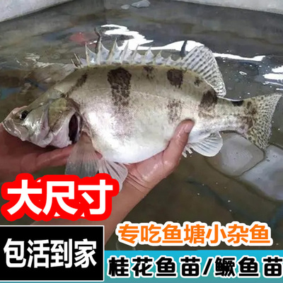 正宗鳜鱼苗淡水桂花鱼苗鲑鱼苗桂鱼苗翘嘴鳜鱼白鳜花鳜鱼斑鳜贵鱼
