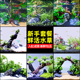 鱼缸水草植物前后景新手懒人造景套餐真水草活体水榕沉木莫斯装 饰