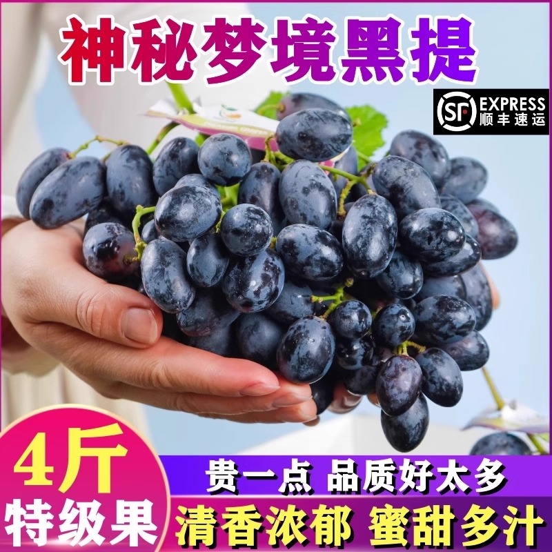 智利进口黑提子神秘梦境新鲜水果当季无籽黑提当季新鲜顺丰包邮