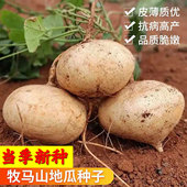 高产牧马山地瓜种子香甜无渣凉薯地瓜种子沙葛土蔬菜种子大全水果