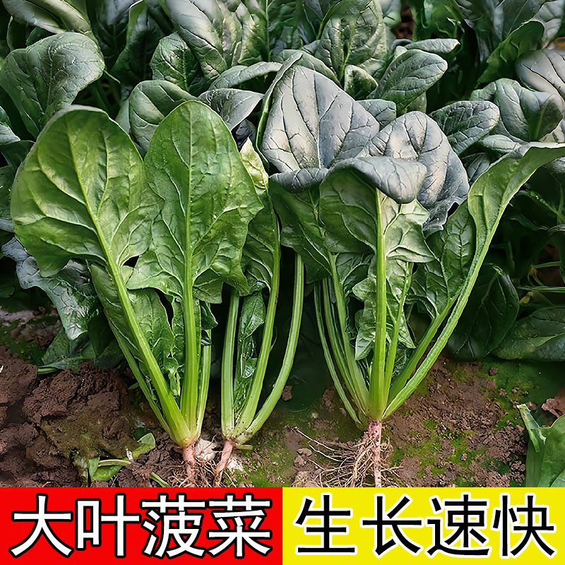 大叶菠菜种子四季高产新鲜耐热耐寒蔬菜种籽红根农家阳台小叶菠菜