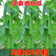 正品 耐热蔬菜种孑苗 肉丝瓜种籽子早熟高产正宗长丝瓜种子大全夏季