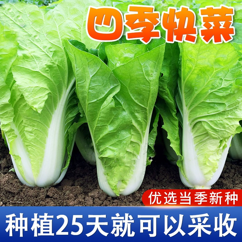 20天速生快菜种子四季耐热