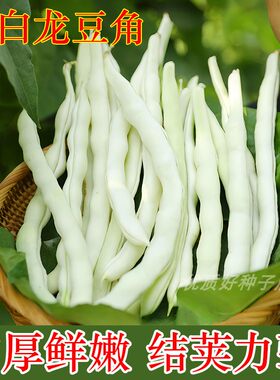 小白龙架豆高产白芸豆角种子农家四季蔬菜早熟耐热种籽豆角架豆子