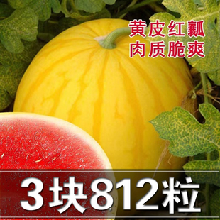 正品黄皮西瓜种籽黄皮红瓤西瓜种孑早熟黄美人礼品小西瓜种子四季