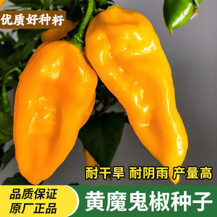 魔鬼椒种子超辣黄辣椒种籽印度黄辣椒阳台盆栽四季蔬菜种子大全种
