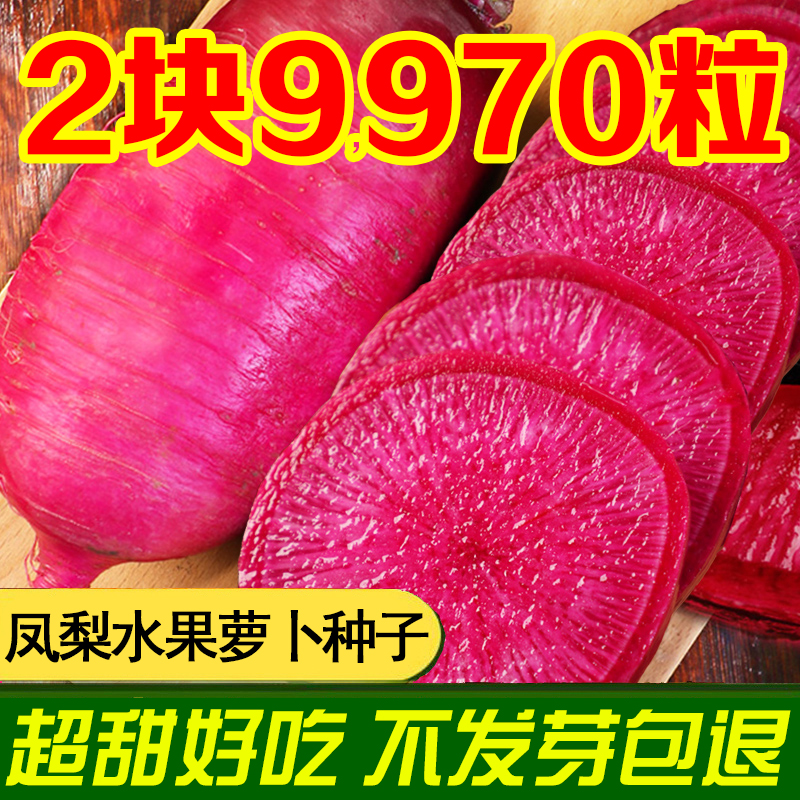 超甜红心凤梨水果萝卜种子四季