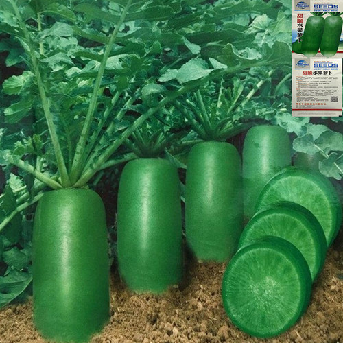 冰糖水果萝卜种子生吃脆甜农家蔬菜种四季播种阳台盆栽绿萝卜种籽 - 封面