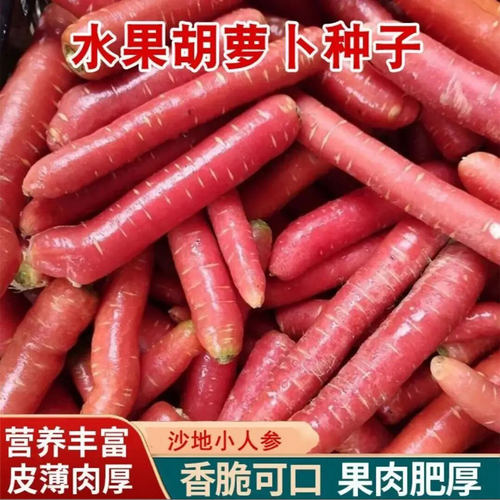 甜脆水果胡萝卜种子老品种耐热蔬菜种子大全红萝卜种籽四季秋冬籽