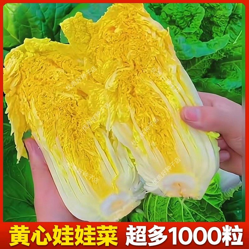 正宗黄心娃娃菜种籽四季小白菜籽青娃娃菜种子大全秋冬农家菜种孑,鲜花速递/花卉仿真/绿植园艺,家庭园艺种子,淘宝优惠券,粉丝福利购,淘宝优惠卷