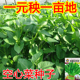 泰国柳叶空心菜种子三叉大叶通菜种籽夏季 家庭盆栽蓊菜孑 可种四季