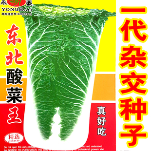 东北酸菜王大白菜种子大全北方秋季白菜籽种子冬储耐寒越冬耐存储