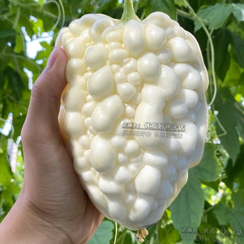 正品苹果苦瓜种籽台湾进口脆甜可生吃的新品种苦瓜种子阳台盆栽