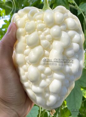 正品苹果苦瓜种籽台湾进口脆甜可生吃的新品种苦瓜种子阳台盆栽