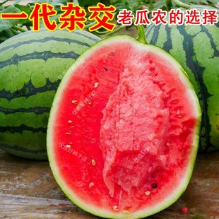 糖王麒麟王西瓜种籽一代杂交西瓜种子重茬懒汉西瓜种孑美度高产大