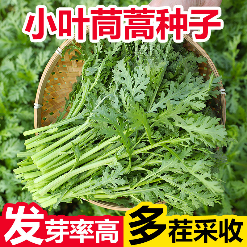 小叶茼蒿种子四季阳台老品种大叶茼蒿皇帝菜花叶中叶茼蒿种籽蔬菜