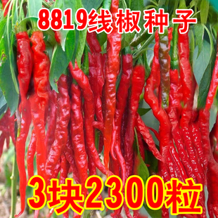 原装8819线椒种子超辣干辣椒种子皱皮红辣椒高产农家大田盆栽种籽