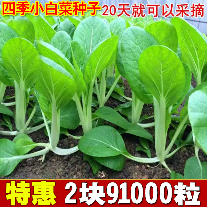 20天速生奶油小白菜种子四季种植