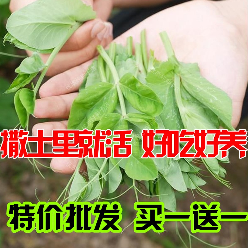 豌豆苗种蔬菜豌豆种籽尖芽苗菜种子种籽四季种植孑碗豆种碗豆吃苗