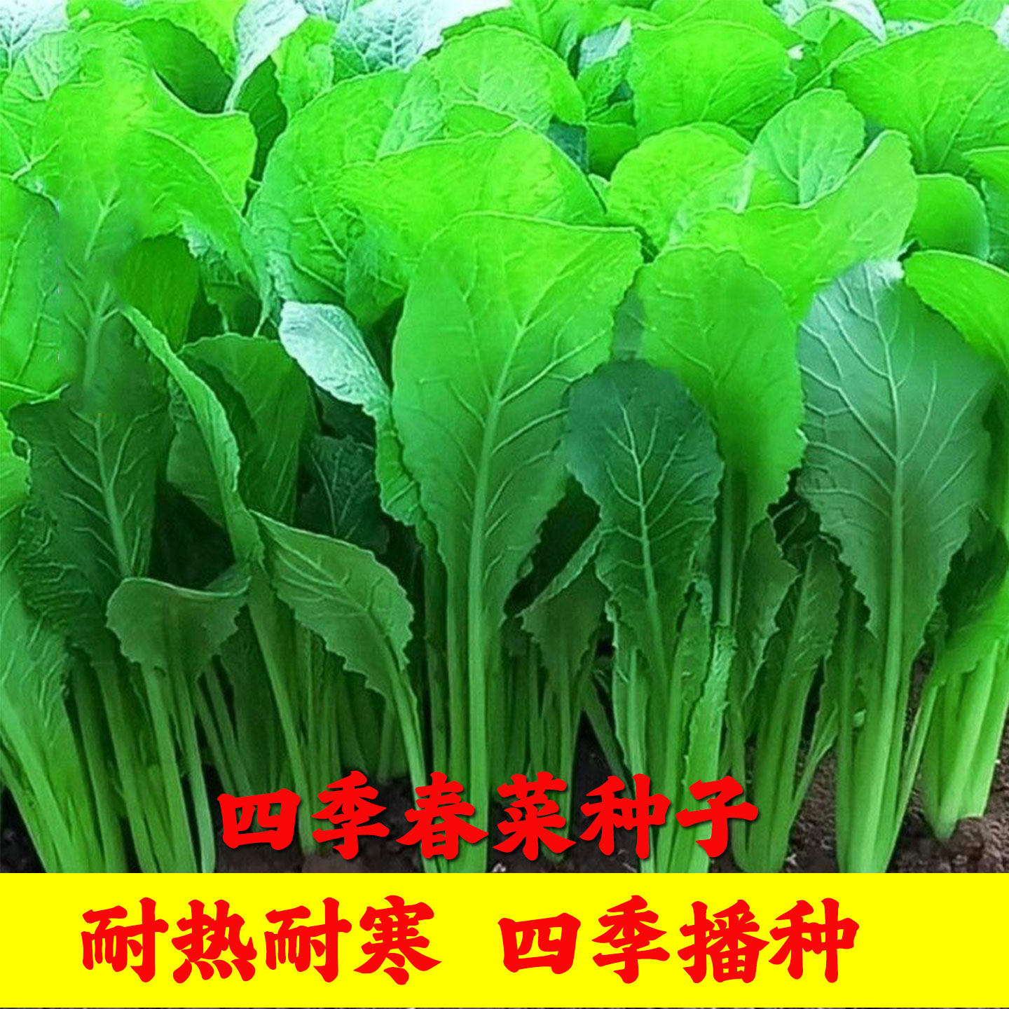 四季春菜种子老品种青菜种籽高产蔬菜种子大全春芥菜速生易种新种 - 实物图