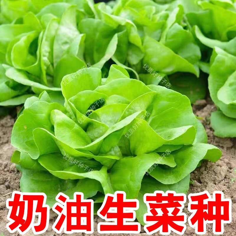 四季奶油生菜种子玻璃生菜意大利生菜种籽耐热耐寒阳台盆栽蔬菜孑