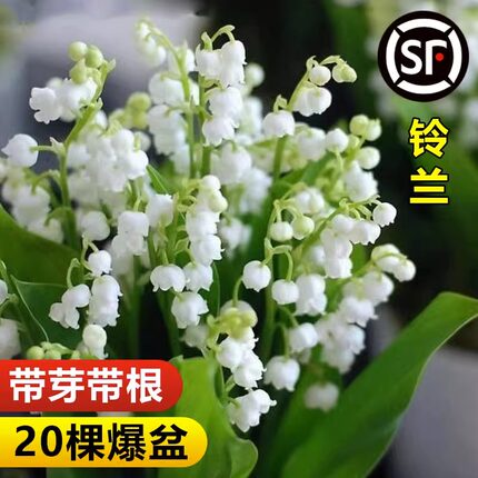 铃兰花苗带芽带根盆栽开花植物进口种球室内外花卉绿植四季耐寒