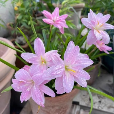 风雨兰大种球重瓣四季开花清香葱兰韭兰石蒜盆栽阳台庭院花卉绿植