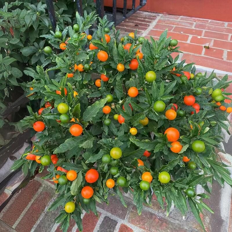 珊瑚豆小辣椒迷你盆栽带果阳台庭院花园植物可食用观赏趣味绿植,鲜花速递/花卉仿真/绿植园艺,造型盆景,淘宝优惠券,粉丝福利购,淘宝优惠卷