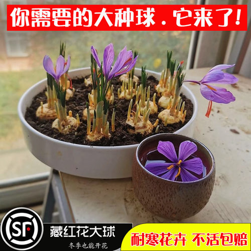 药用藏红花种球盆栽西藏番红花球根种子籽树苗秋冬季耐寒耐冻花卉