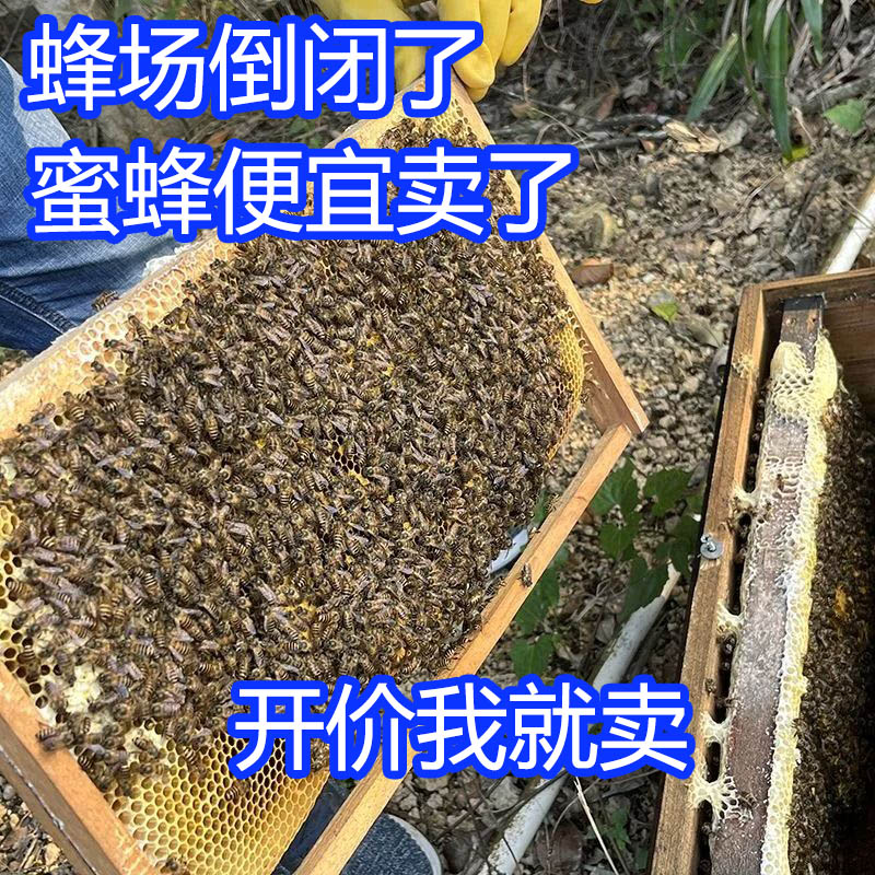 中蜂蜂群带王蜜蜂蜂群养殖带子脾阿坝中蜂带蜂箱中华土蜂活体出售 农用物资 授粉蜂 原图主图