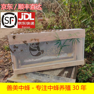 京东中华蜂群阿坝带王带子蜜蜂活体种群土蜂笼蜂蜂王蜂箱蜂群中蜂