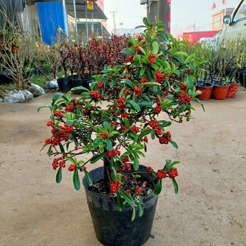 火棘盆景带果盆栽老桩满堂红年宵观果阳台植物耐寒花卉熟桩吉祥果