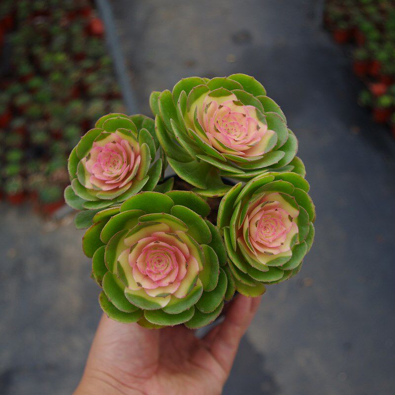 多肉植物小老桩红心法师药锦万圣节室内i阳台花卉绿植带盆带土包