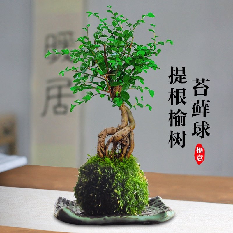 榆树盆景植物室内花卉盆栽黄杨老b桩小叶客厅办公室桌面造型小绿