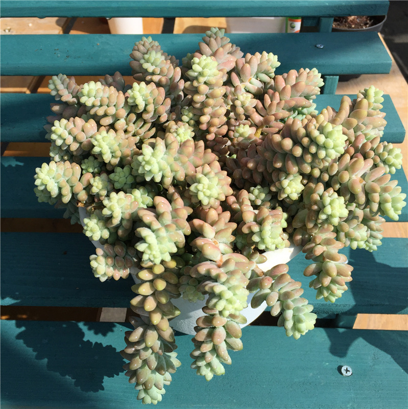 新玉坠垂吊型多肉植物大群生带土爆盆创意拼盆观叶庭院盆栽